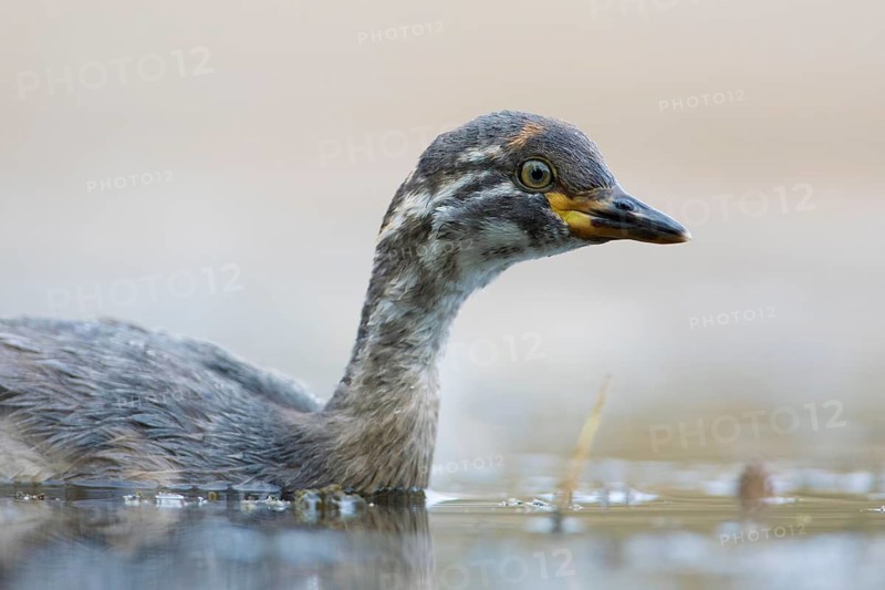 Australasian Grebe (Tachybaptus novaehollandiae) young, Victoria, Australia