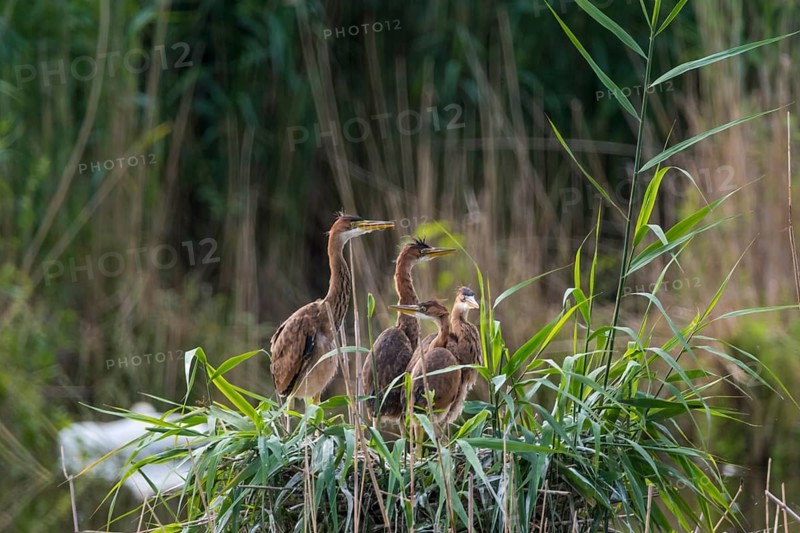 Purple heron (Ardea purpurea), young birds in the nest, Wagbachniederung, Oberhausen-Rheinhausen, Baden-Württemberg, Germany