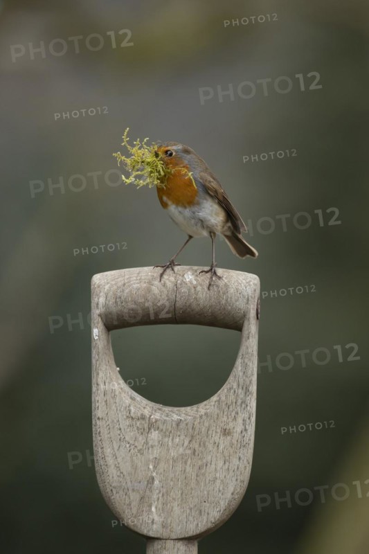 European robin (Erithacus rubecula) adult bird on a garden fork handle with nesting material in its beak, Suffolk, England, United Kingdom