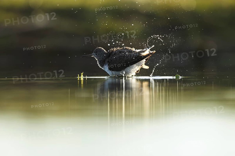 Redshank wading through the serene waters of Puebla de BeleÃ±a, Spain, captured mid splash with water droplets beautifully illuminated in the soft morning light