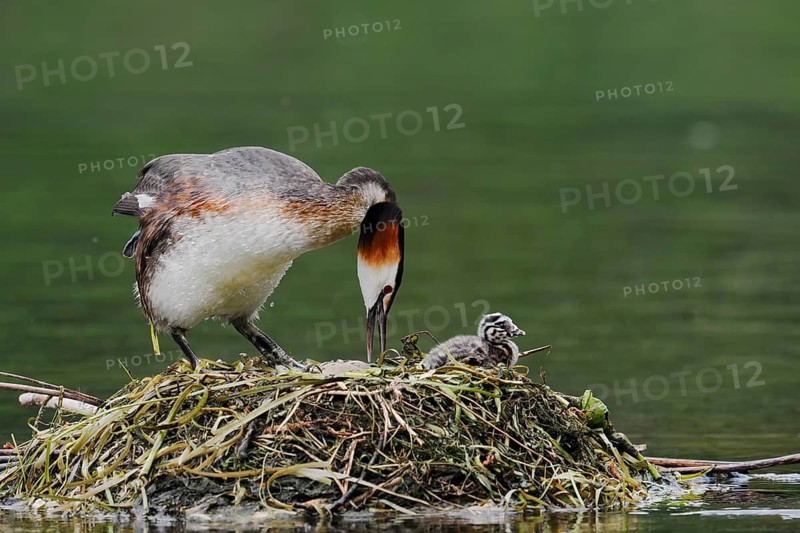 Great Crested Grebe (Podiceps scalloped ribbonfish) with chicks on the nest, North Rhine-Westphalia, Germany