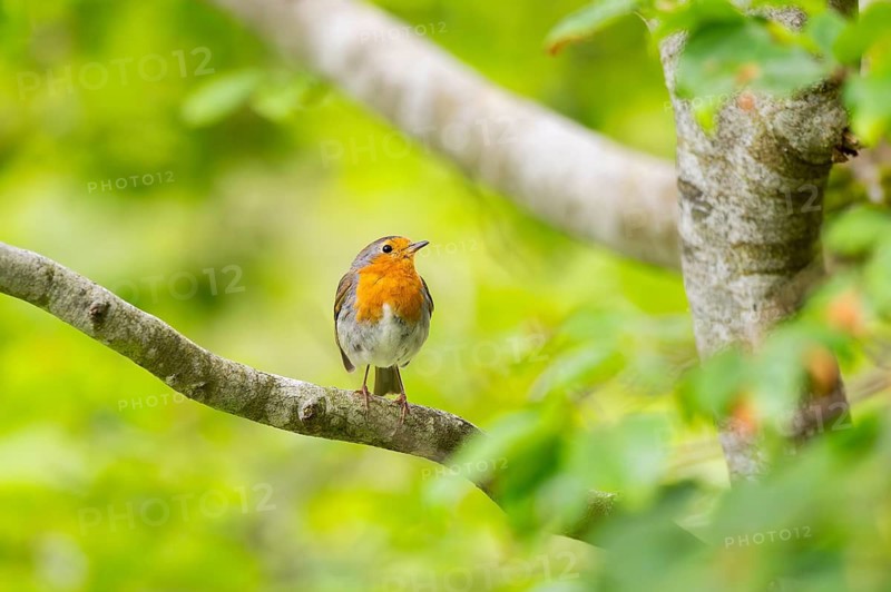 European robin (Erithacus rubecula) sitting on a branch, Bavaria, Germany