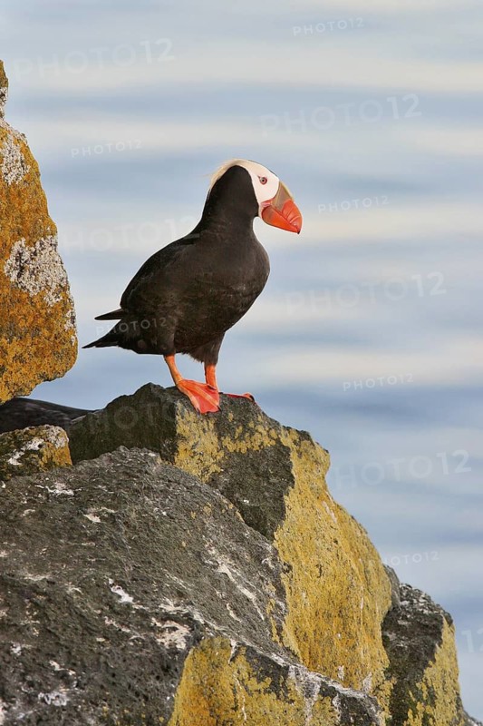Tufted Puffin (Fratercula cirrhata), Alaska, USA
