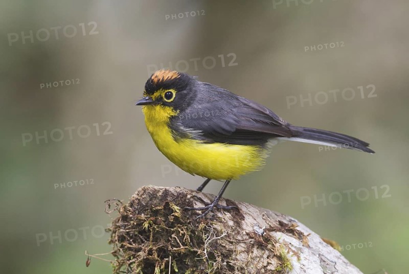 Spectacled Whitestart (Myioborus melanocephalus), Pichincha, Ecuador