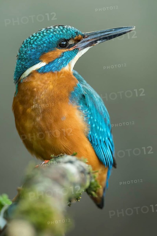 Common Kingfisher (Alcedo atthis) male perched on a branch, Lower Saxony, Germany