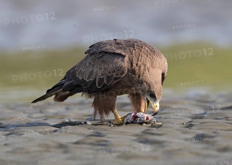 Yellow-billed Kite (Milvus aegyptius) feeding on fish prey, Gambia