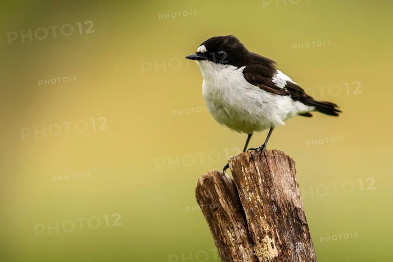 European Pied Flycatcher (Ficedula hypoleuca), male perched on a trunk, Castile and Leon, Spain
