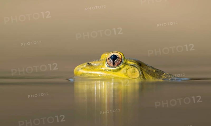 Indian Bullfrog (Hoplobatrachus tigerinus) submerged in a pond, sreepur, Gazipur, bangladesh