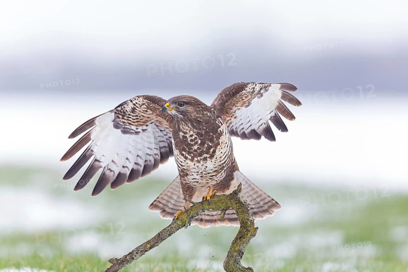 Buzzard, (Buteo buteo), animals, bird, bird of prey, buzzard, hawk family, Beindersheim, Bad Dürkheim district, Rhineland-Palatinate, Federal Republic of Germany