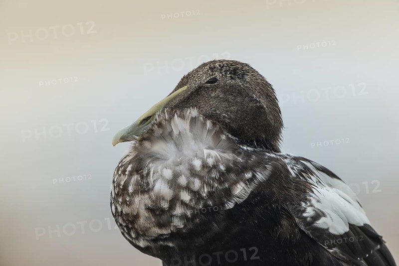 Common Eider (Somateria mollissima) female, Schleswig-Holstein, Germany