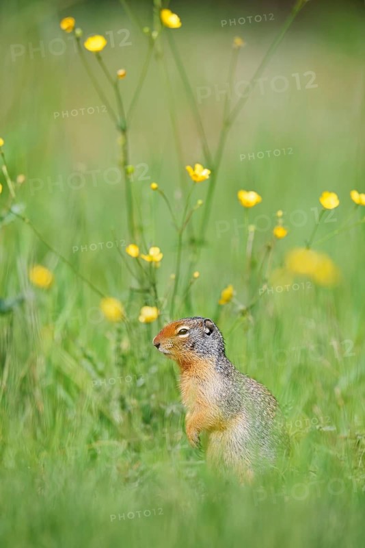 Columbia ground squirrel (Urocitellus columbianus, Spermophilus columbianus) in a flower meadow, Yoho National Park, British Columbia, Canada