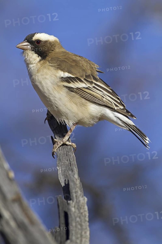 White-browed Sparrow-Weaver (Plocepasser mahali), Northern Cape, Kgalagadi Transfrontier Park, South Africa