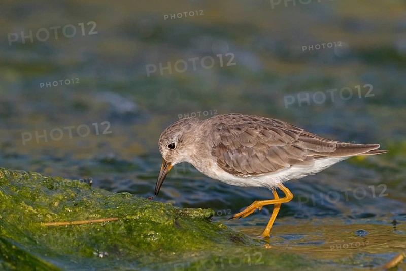 Temminck's Sandpiper, (Calidris temminckii), Animals. birds, limicoles, biotope, habitat, foraging, East Khawr Khawr Ad Dahariz, Salalah, Dhofar, Oman