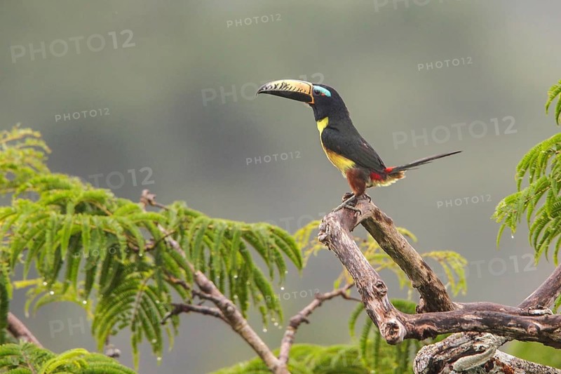 Lettered Aracari (Pteroglossus inscriptus) perched on a branch in Ecuador, South America