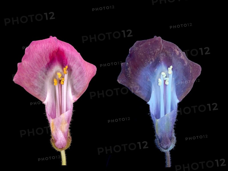 Common snapdragon (Antirrhinum majus), flower cut open, UV light, Germany