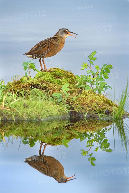 Virginia Rail (Rallus limicola), British Columbia, Canada