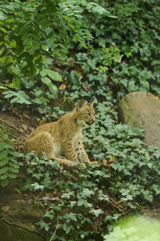 Eurasian lynx (Lynx lynx) youngster sitting in a forest, Bavaria, Germany