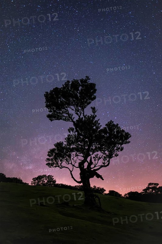 Centuries-old til trees in fantastic magical idyllic Fanal Laurisilva forest in night with starry sky. Madeira island, Portugal