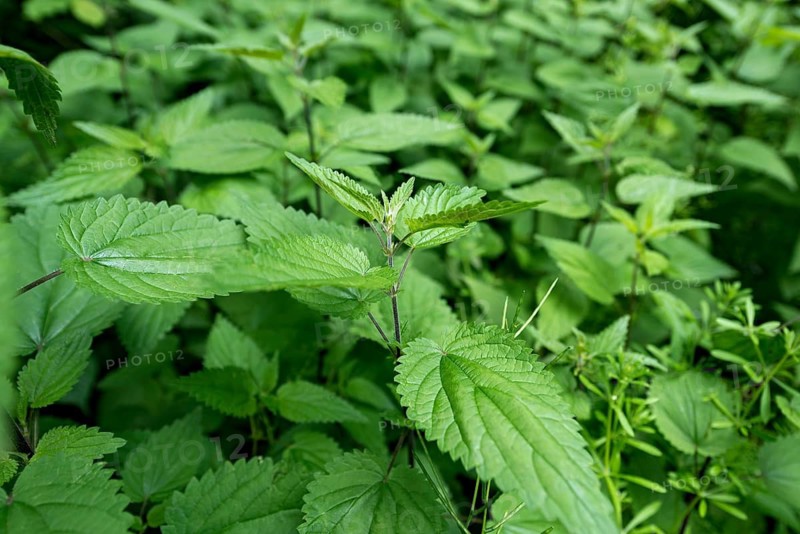 Stinging nettle (Urtica dioica) in an eyrie at the edge of a forest, Germany