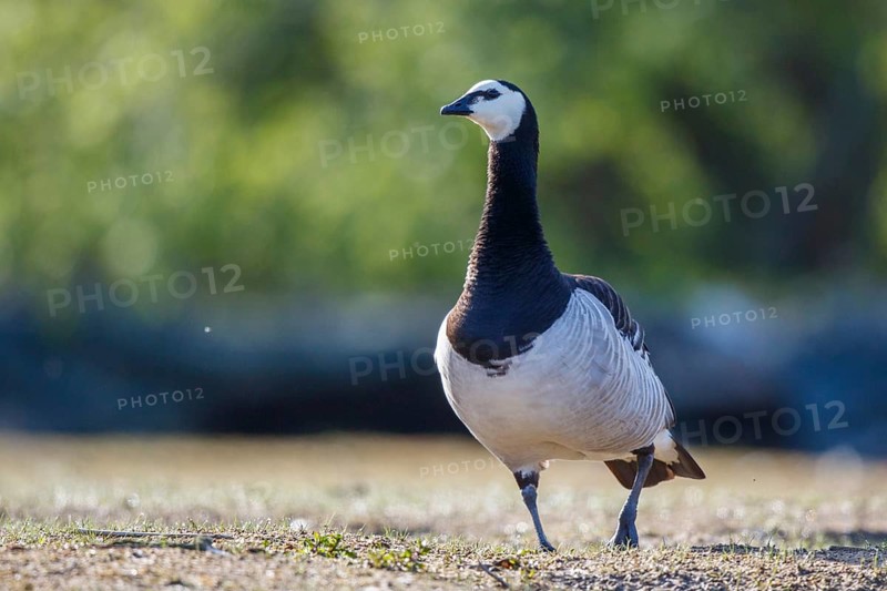 Barnacle Goose (Branta leucopsis), North Rhine-Westphalia, Germany