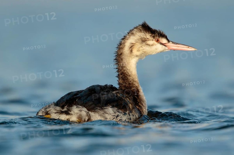 Fuut, Great crested Grebe, Podiceps cristatus