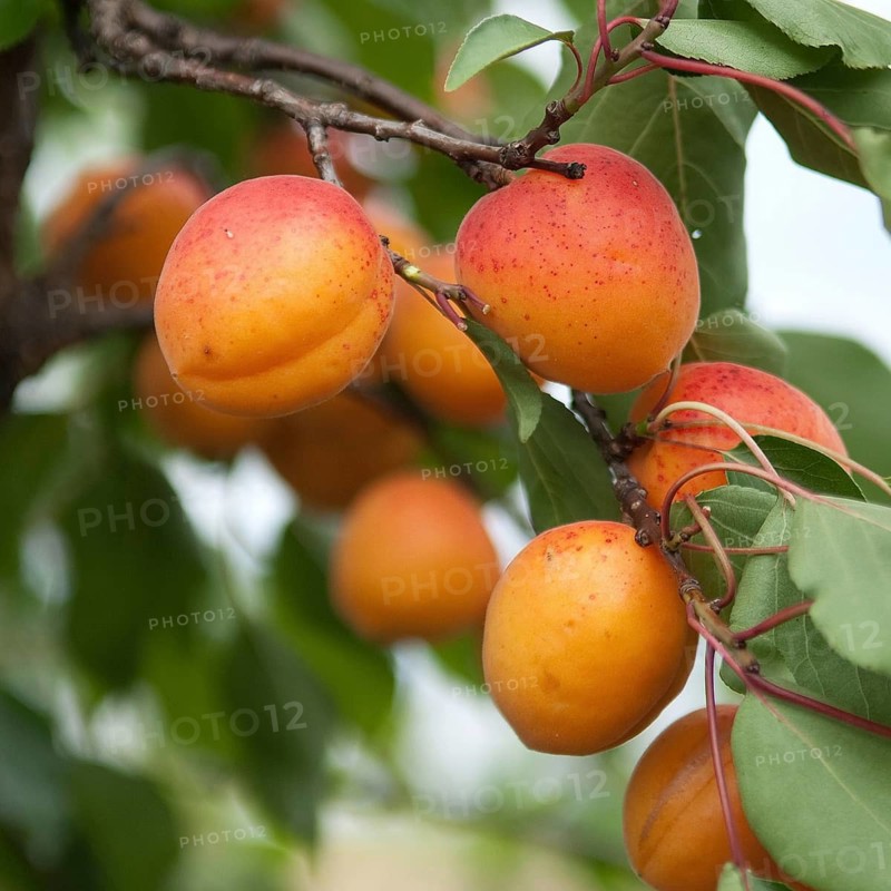(Prunus armeniaca 'Orangered'), Austria