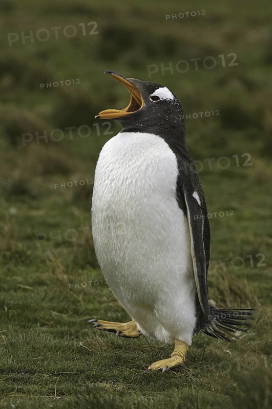 Gentoo Penguin (Pygoscelis papua), Falkland Islands