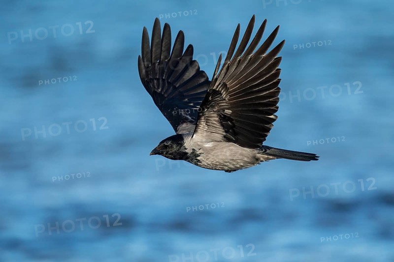Hooded Crow (Corvus cornix) flying, Mecklenburg-Western Pomerania, Germany