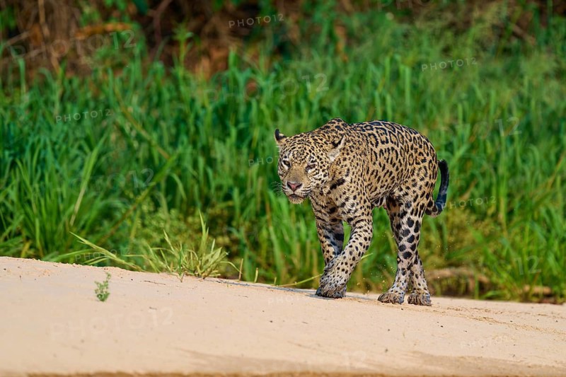 A jaguar strides across sandy ground against a lush green background, Jaguar (Panthera onca), Pantanal, Mato Grosso, Brazil