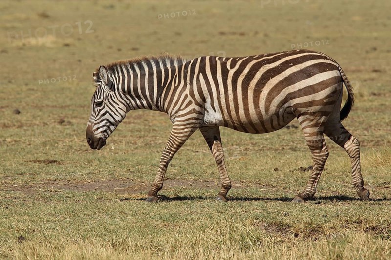 Plains zebra (Equus quagga) in Lake Manyara, Tanzania, East Africa