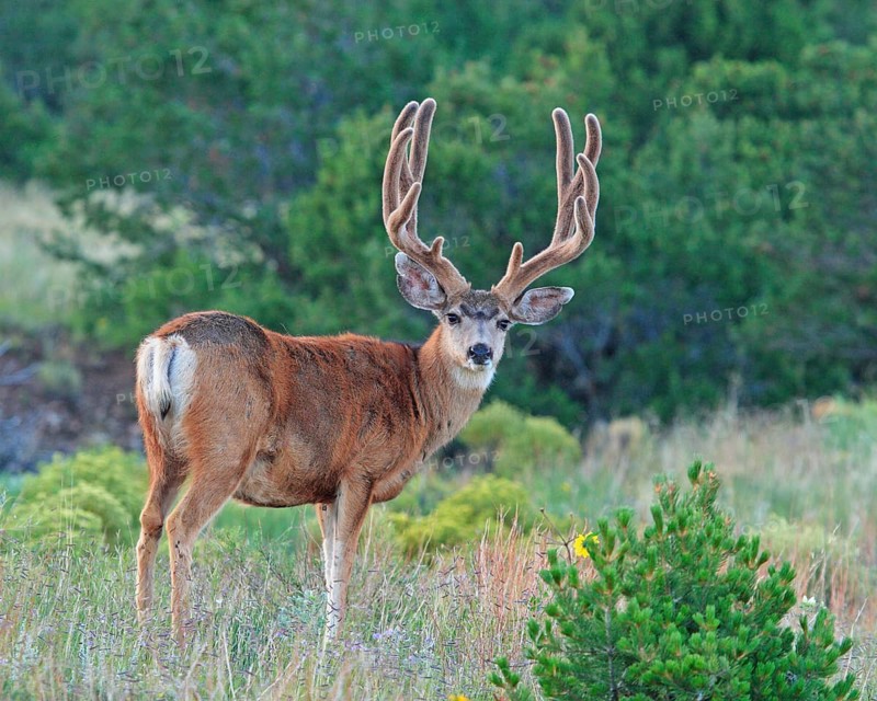 Mule deer, black-tailed deer (Odocoileus hemionus columbianus), foraging, Wyoming, United States