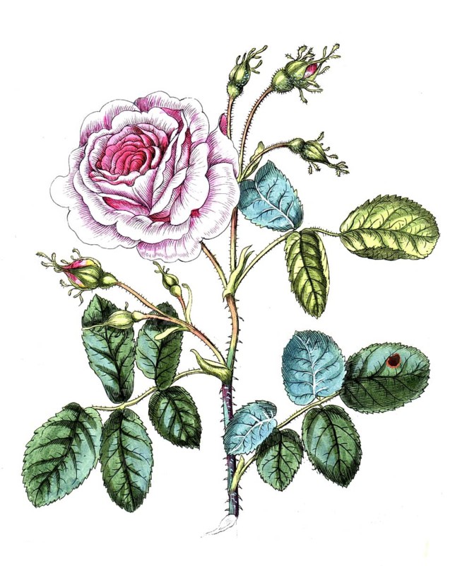Rosa × centifolia, also centifolia, group of roses with double flowers, one of the old roses, garden rose, digital reproduction of a historical model, between 1790 and 1810