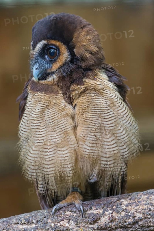 One Brown Wood Owl (Strix leptogrammica) sitting on a branch. A forest in the background