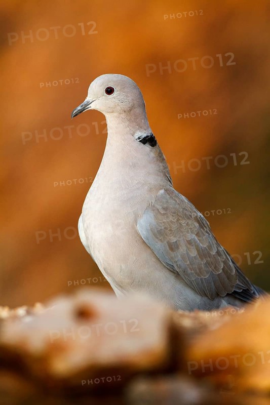 Eurasian Collared Dove (Streptopelia decaocto), Alicante, Spain