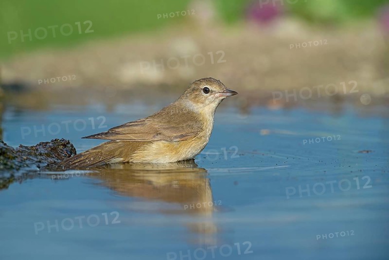 Garden Warbler (Sylvia borin) bathing, Aosta Valley, Italy