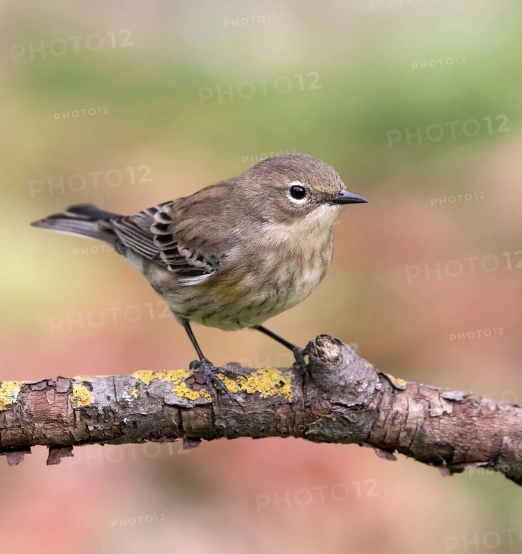 A fall plumage Yellow-rumped Warbler, Setophaga coronata, perched on a branch in the fall in Saskatoon, Saskatchewan
