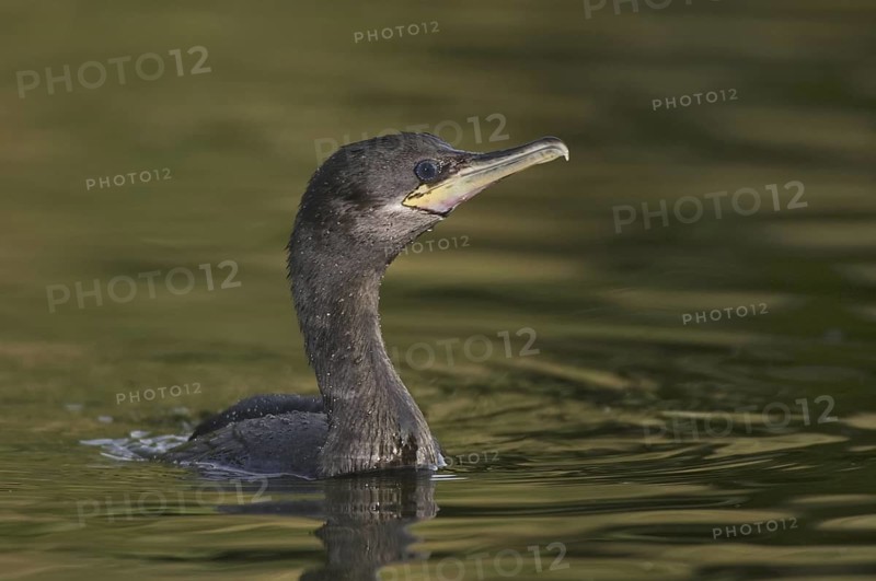 Neotropic Cormorant (Phalacrocorax brasilianus), Arizona, USA