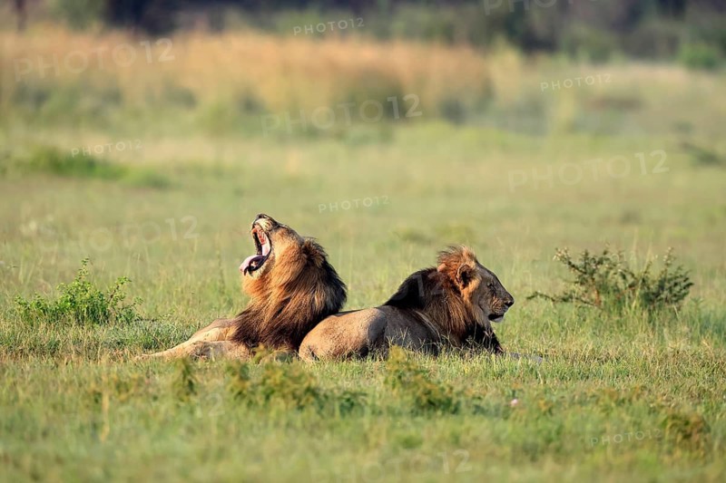 Lion (Panthera leo), male, two brothers, resting, lying, yawning, in the grass, Pilanesberg National Park, North West Province, South Africa