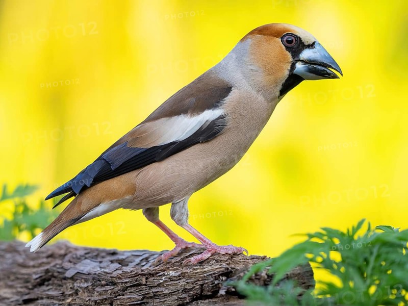 A hawfinch (Coccothraustes coccothraustes), Tiszaalp-r, Kiskuns-gi National Park, B-cs-Kiskun, Hungary