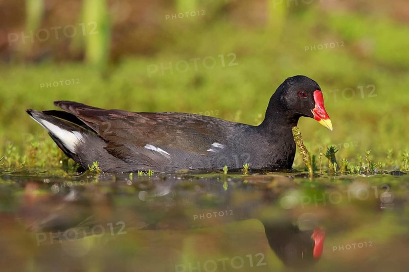 Common Moorhen (Gallinula chloropus) foraging, North Rhine-Westphalia, Germany