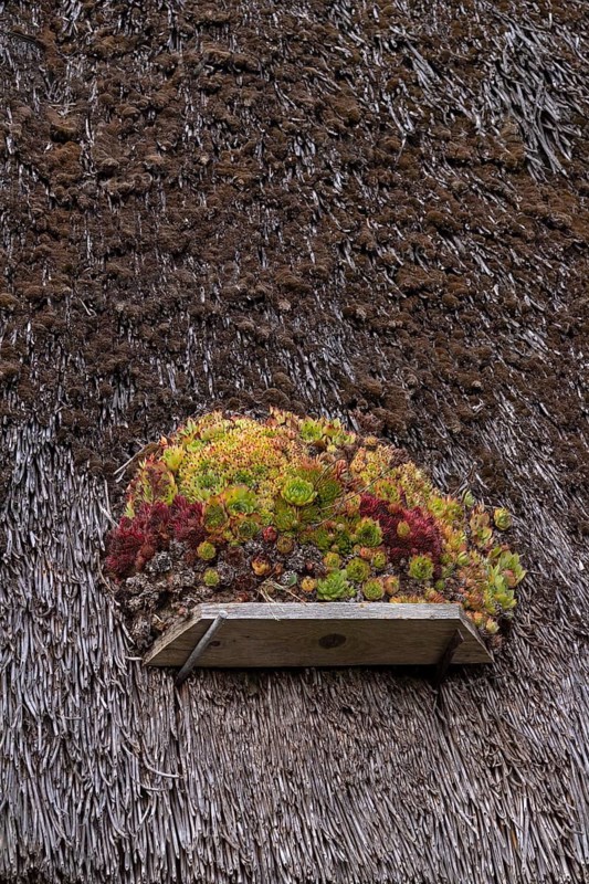 Houseleek (Sempervivum) on a thatched roof, Klein Zicker, Mönchgut, Island of Rügen, Mecklenburg-Western Pomerania, Germany