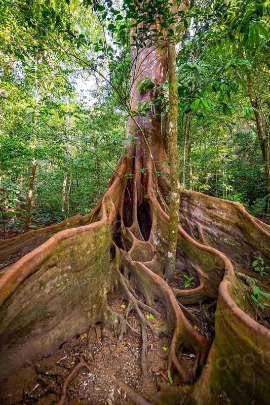 Roots of a strangler fig (Ficus americana), in the tropical rainforest, Corcovado National Park, Osa, Puntarena Province, Costa Rica