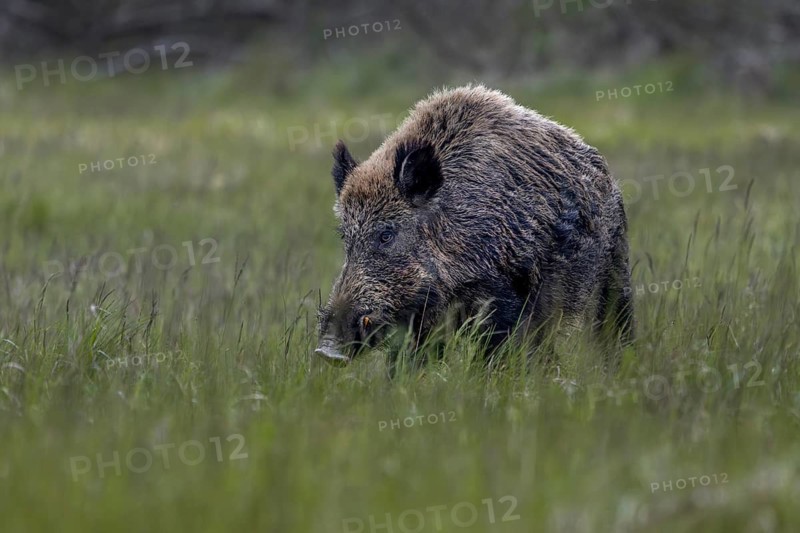 In the evening, the wild boar (Sus scrofa) leaves the pine thicket and wanders across a wooded meadow, late spring, early summer, defensive, June, Denmark