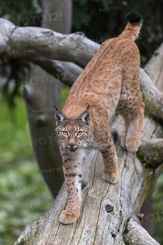 One Eurasian lynx, (Lynx lynx), walking down a fallen tree. Frontal view with green vegetation in the background