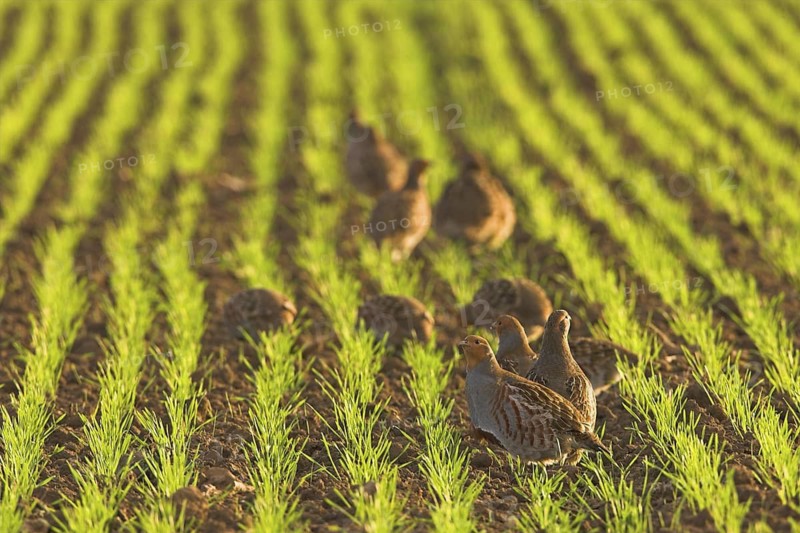 Grey Partridge (Perdix perdix), Rhineland-Palatinate, Germany