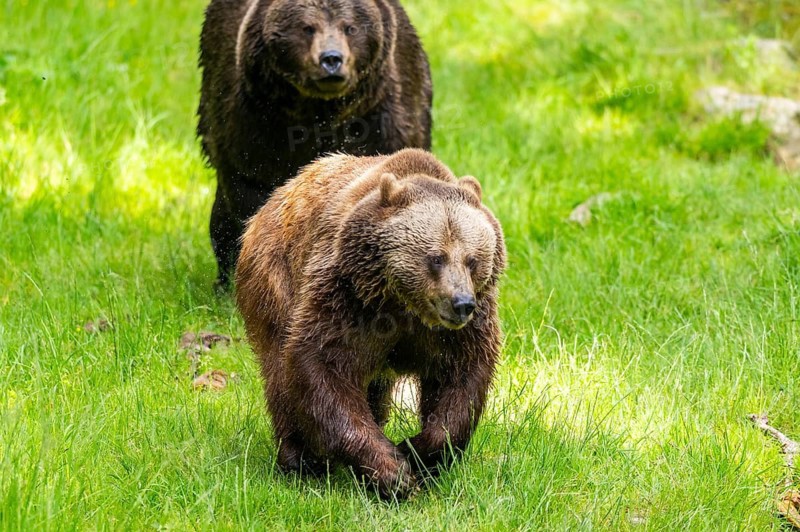 Eurasian brown bear (Ursus arctos arctos) playing with each other on a meadow, Bavarian Forest, Bavaria, Germany