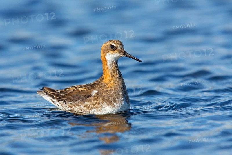 Odin's chicken, (Phalaropus lobatus), animals, birds, wading bird, swims in the lake, Arctic snipe bird, family of water birds, foraging, biotope, habitat, waters, Reykjahlíð, Norðurland Eystra, Iceland