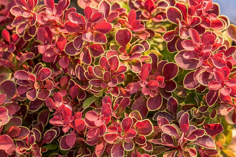 Dwarf barberry (Berberis thunbergii 'Ruby Star'), Plantarium 2016, Netherlands