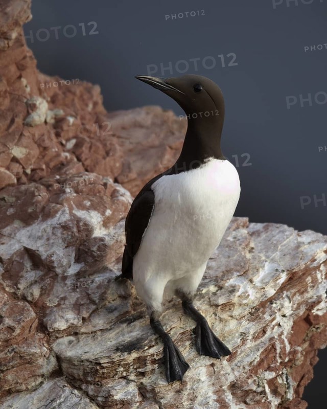 Common Murre (Uria aalge), Schleswig-Holstein, Germany