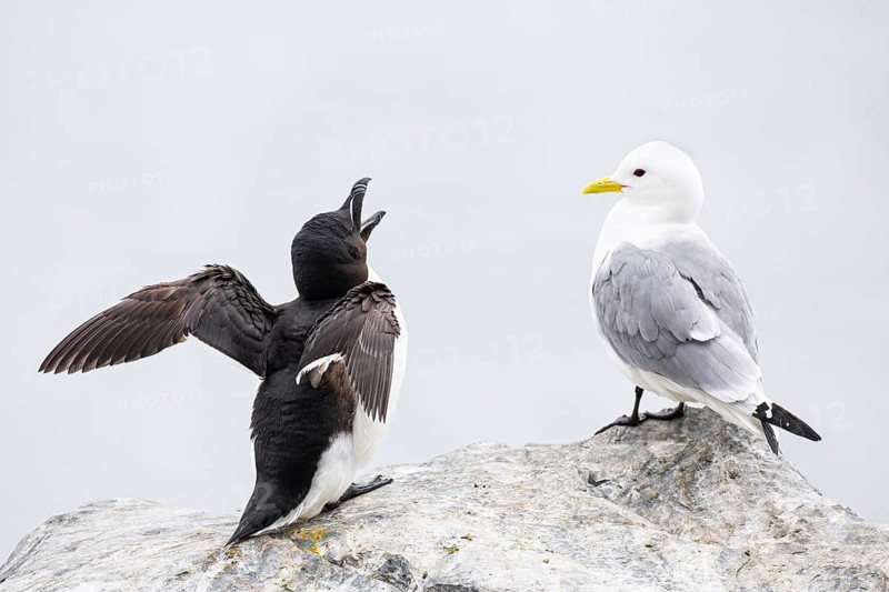 Razorbill (Alca torda) with open beak flapping its wings, next to kittiwake (Rissa tridactyla), Hornøya Island, Vardø, Varanger, Finnmark, Norway